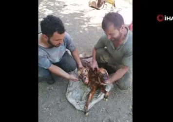 Kastamonu'da çift başlı buzağı doğdu