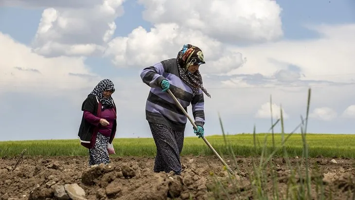 Dünya çiftçiler günü kutlama mesajları: 14 Mayıs Dünya Çiftçiler Günü resimli mesajları ve sözleri
