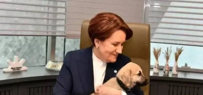 İYİ Parti Genel Başkanı Meral Akşener’in elini köpek ısırdı