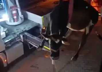 Evin damında çıkan inek mahsur kaldı! Ekipler 1 saatlik çalışmayla hayvanı vinçle kurtardı