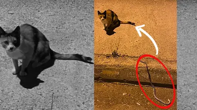 Kediyle yılanın ölümcül savaşı