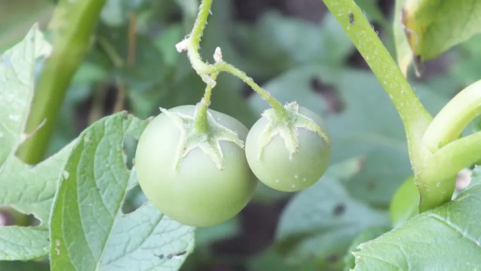 Bilecik’te görülmemiş olay! Patates ektiler domates çıktı