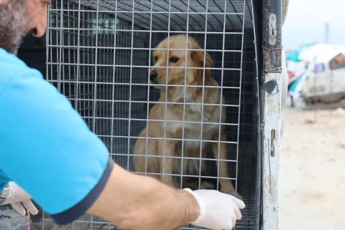 Ölümle sonuçlanabilen kuduzla ilgili veterinerden aşı uyarısı - 2