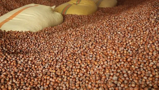 FINDIK FİYATLARI GÜNCEL LİSTE: 25 Kasım il il fındık fiyatları ne kadar, kaç TL oldu? TMO, Ordu, Giresun, Sakarya, Düzce...