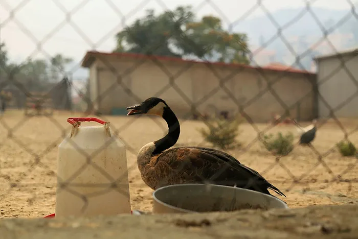 Yunanistan’daki orman yangınları söndürülemiyor! Yunanistan Başbakanı Kiryakos Miçotakis’ten umutsuz açıklamalar