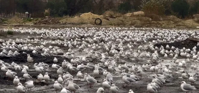 Şiddetli lodos kuşları da vurdu! Yüzlerce martı boş araziye sığındı