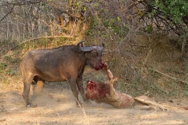 Sırtlanların arasında tek başına kalan aslanın mucize kurtuluşu! Son anda öyle şeyler oldu ki...