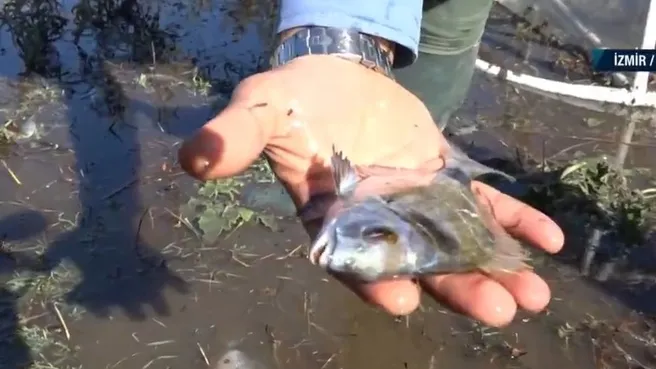 Deprem sonrası tsunami! Denizden 400 metre uzaklıkta bahçede yüzen balıklar - AHaber Son Dakika Video İzle