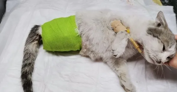 Diyarbakır'da büyü vahşeti: Patileri kesilen kedi kurtarılamadı - 2