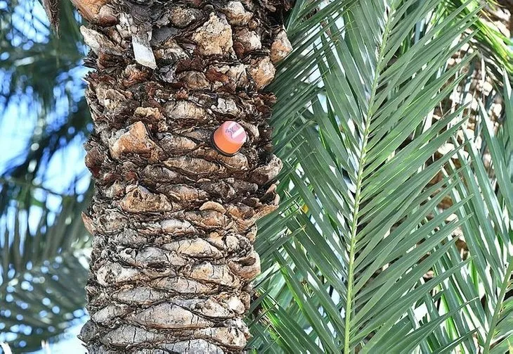Palmiye ağaçları heba oldu akılları başlarına yeni geldi! CHP’li Tunç Soyer’in palmiye fiyaskosu