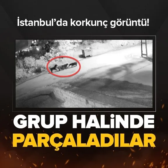 İstanbul’da korkunç görüntü! Sokak köpekleri grup halinde paramparça etti