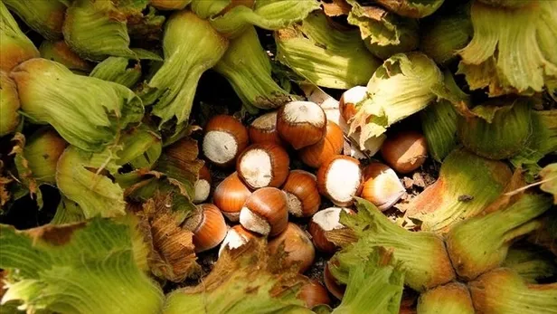 Fındık fiyatları 2023: Yükseliş sürecek mi? Giresun, Ordu, Trabzon serbest piyasada fındık fiyatı ne kadar, kaç TL oldu?