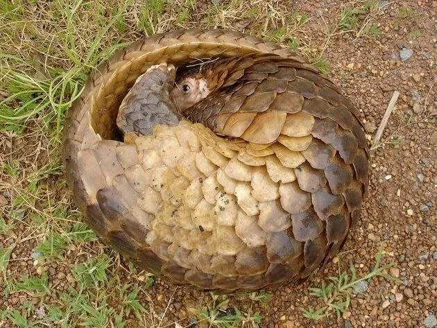 Koronavirüsün benzeri “Pangolin” isimli memelide kesin olarak bulundu! Uzmanlar uyardı