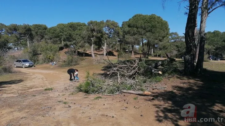 Antalya’da çam ağacı canlı yayında devrildi! Yetkililere seslendi