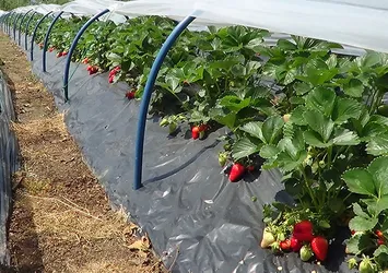 5 fideyle başladı 8 ton hasada ulaştı