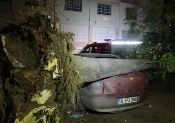 Bursa'da 3 otomobilin üzerine ağaç devrildi