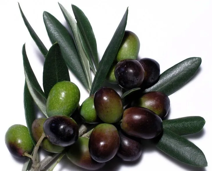 zeytin ile ilgili görsel sonucu