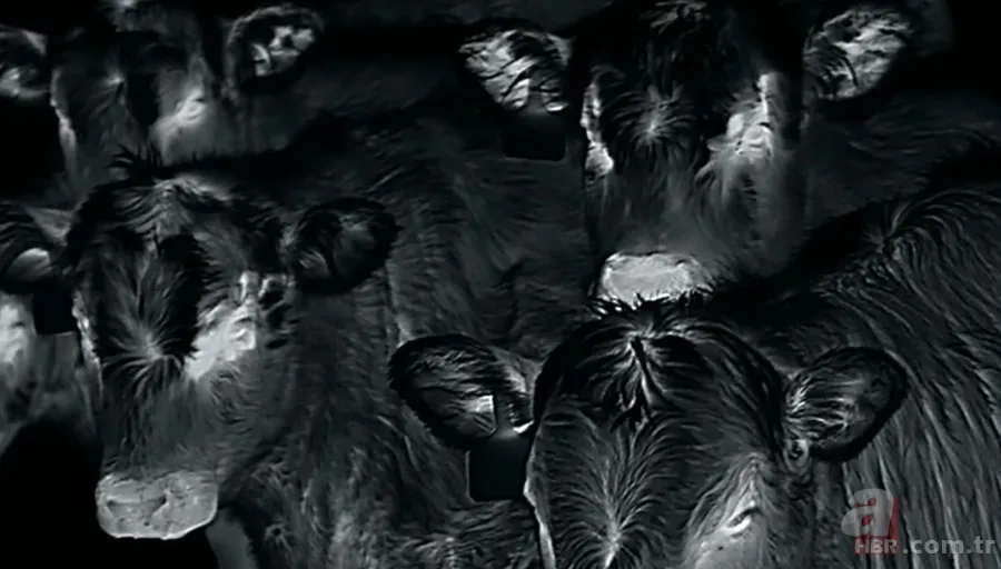 Kurtlar inek çiftliğini bastı! Sığırlarını kaybeden sahibi çözümü katliamda buldu | Bu görüntüler dehşete düşürdü 1