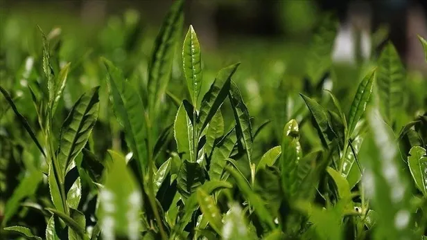 2023 çay desteklemeleri ne zaman ödenecek? Çay destekleme 2023 ne kadar olacak, açıklandı mı? Rize, Artvin, Trabzon... - 5