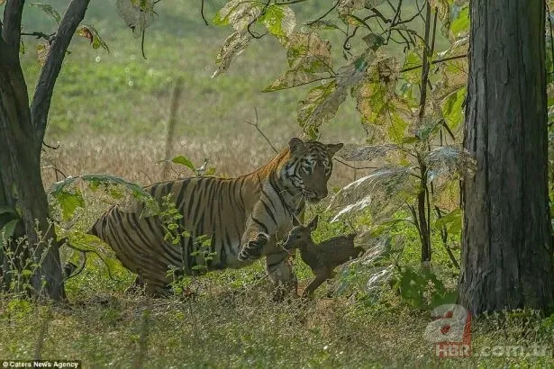 Partnerini kaybetmişti! Dünyanın en yalnız fili "Kaavan"... 24