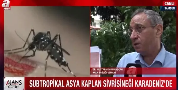 Karadeniz için Asya Kaplan Sivrisineği uyarısı