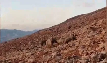 Ölümcül karşılaşma! Saldırgan ayılar ile kangallar karşı karşıya