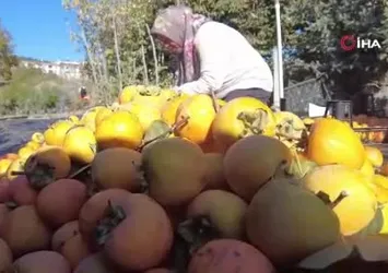 Bilecik'te ilk meyveler vatandaşa ücretsiz dağıtıldı