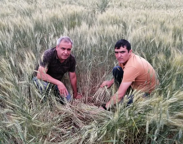 nevsehirde-suneye-karsi-mucadele-devam-ediyor-1655384366846.jpg Nevşehir’de süneye karşı mücadele devam ediyor! - 4
