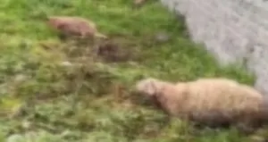 Gece vakti korkunç saldırı!