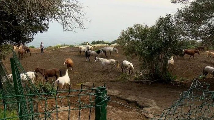 CHP'li İBB'deki kayıp at skandalında yeni gelişme! O müdürün memurluktan ihracı istendi - 1