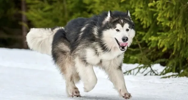 Hırvatistan’da yaralanan dağcının hayatını köpeği kurtardı! Tam 13 saat boyunca…