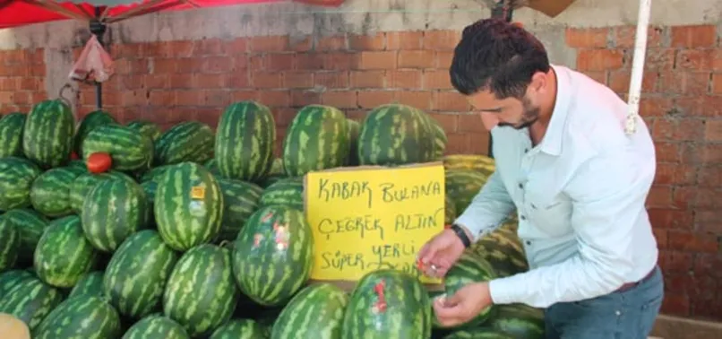 Kelek karpuz bulana çeyrek altın veriyor