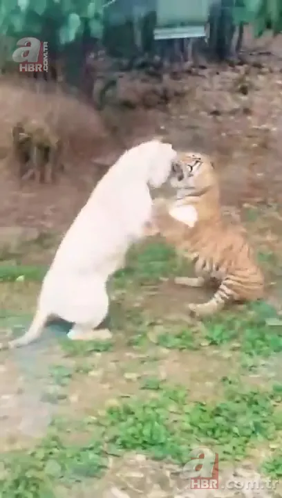 Beyaz aslan ve kaplanın karşılaşması nefesleri kesti! (Aslan Kaplan kavgası) 4