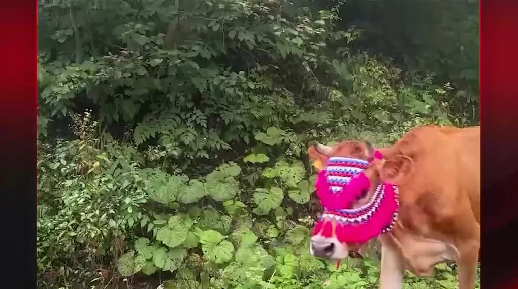 TRABZON İNEKLERİNİN SÜSLÜLÜĞÜ