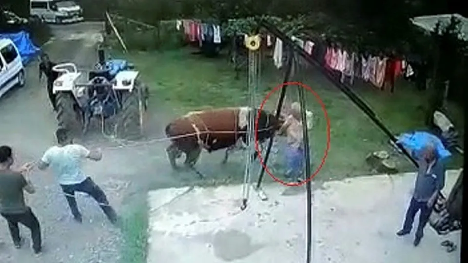 Yaşlı adam kurbanlık boğanın saldırısında hayatını kaybetti! İşte o anlar