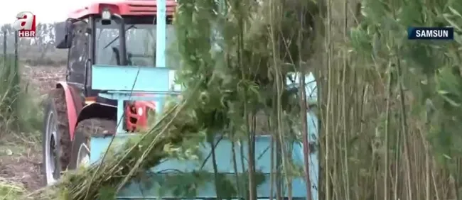 Türkiye’nin ilk tescilli kenevirinde hasat!