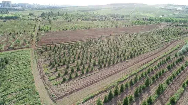 OGM sınavsız mülakatsız personel alımı yapıyor! 2021 Orman Genel Müdürlüğü personel alımı başvuru nasıl yapılır?