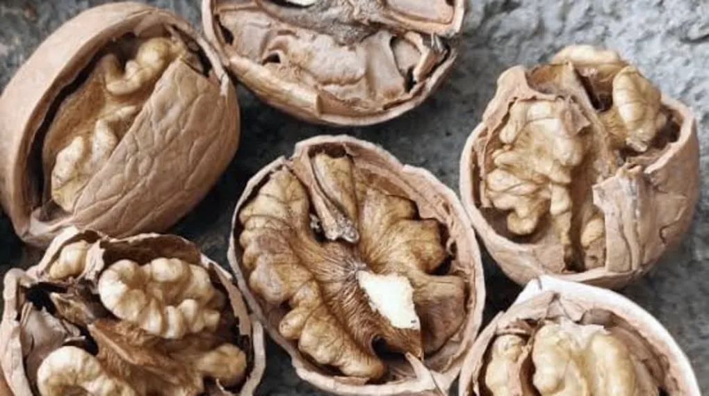Tadı ve aromasıyla meşhur Bertiz cevizi