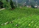 Yaş çay üreticileri için kritik tarih açıklandı