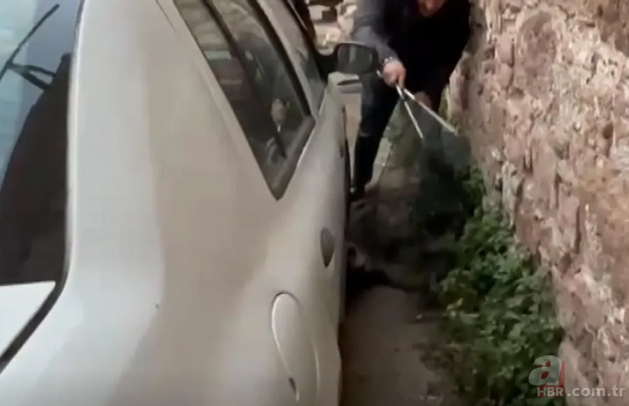 Akdeniz'de görmeye alışmıştık bu kez Balıkesir'de ortaya çıktı! Sokak ortasında görünce gözlerine inanamadılar! 3