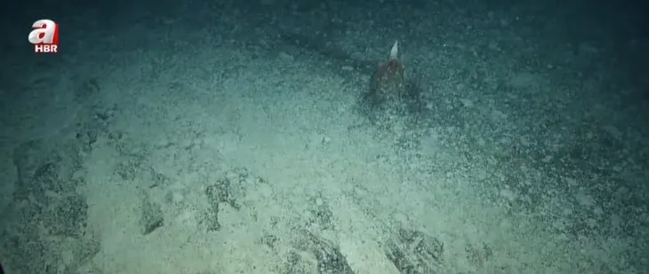 3 bin metre derinde yeni canlı keşfedildi! Uzunluğu 2 metre... Eşi benzeri görülmemiş sıra dışı canlı