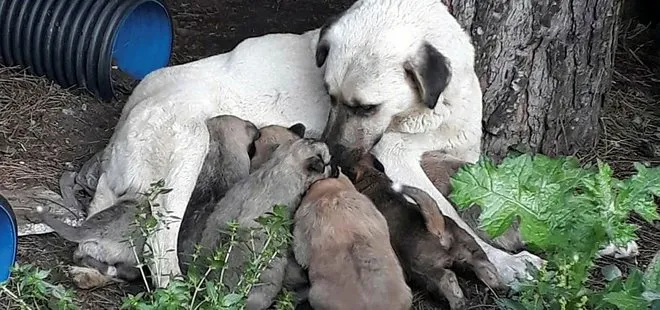 Erdek’te zehirli et verilen köpek ile 3 yavrusu ve 3 kedi öldü