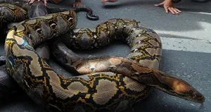 Piton dehşeti! 5 yaşındaki çocuğu ısırarak...