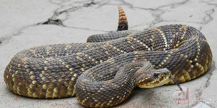 Otomobilde yılan paniği 6