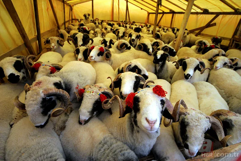 Kurban Bayramı tatili 2019 kaç gün olacak? Kurban Bayramı tatili ne zaman hangi günler? 4