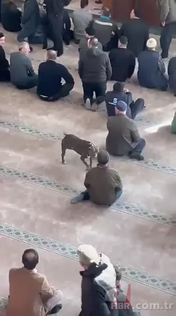 Camiye giren pitbull cemaatte panik yarattı! O anlar kamerada 2