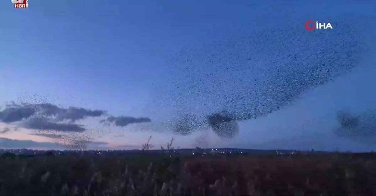 Gökyüzünde terapi etkisi: Sığırcıklardan muhteşem dans