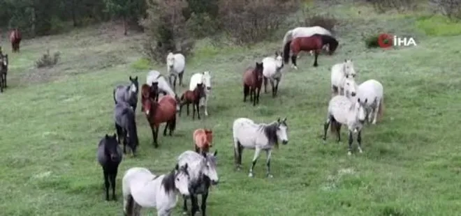 Kütahya’da yaban atları yavruları ile görüntülendi
