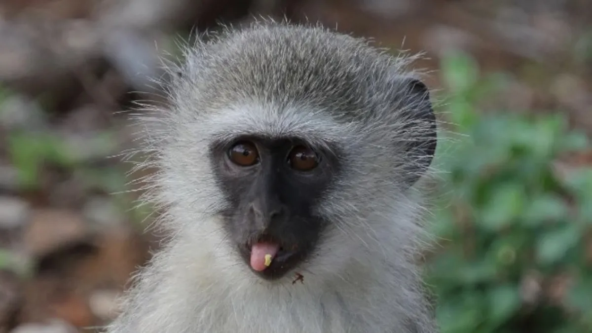 Muğla'da evinde makak ve vervet maymunu besledi! Para cezasından kaçamadı