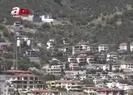 Ege’de 3,5 milyon zeytin ağacı kesildi